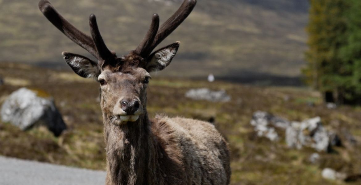 Young-stag