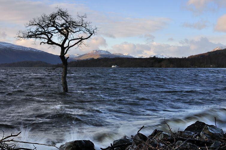 lone-tree-in-water