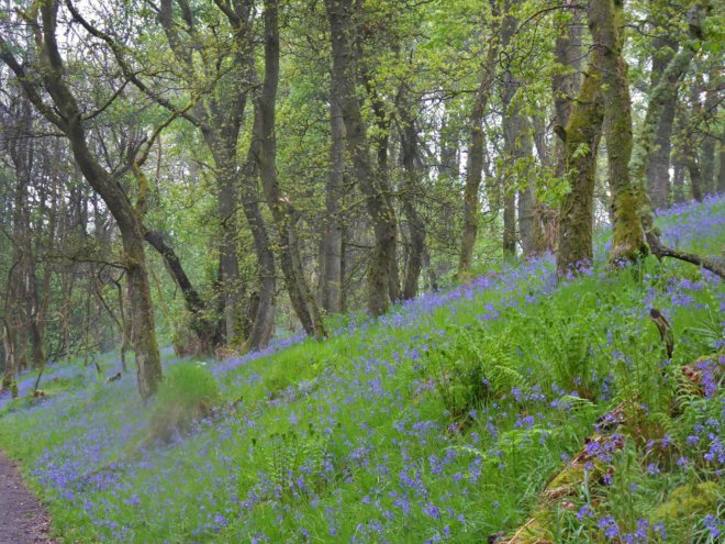 bluebells-in-woodland