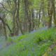 bluebells-in-woodland