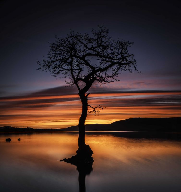 milarrochy-tree-sunset