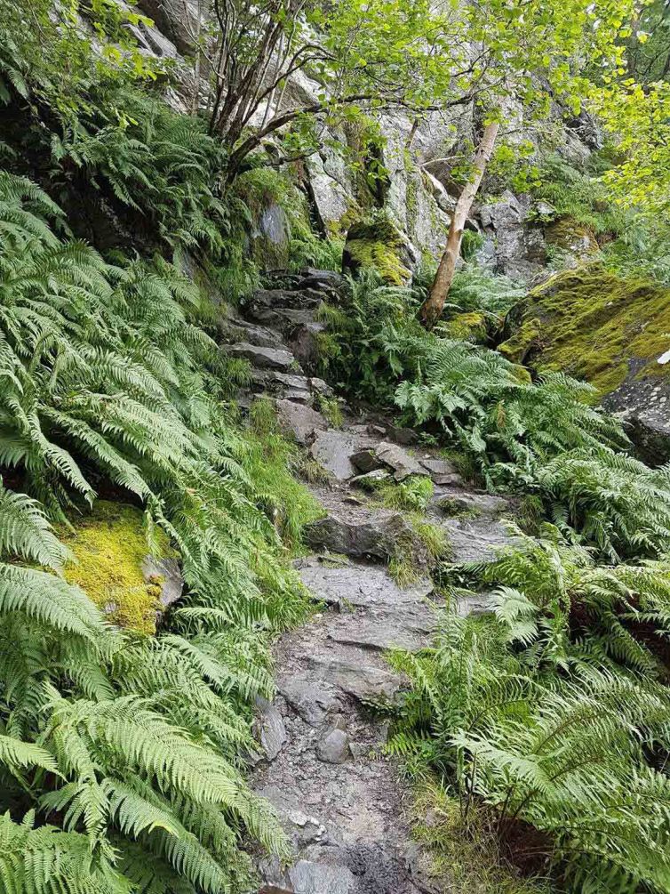 stone-steps-in-path