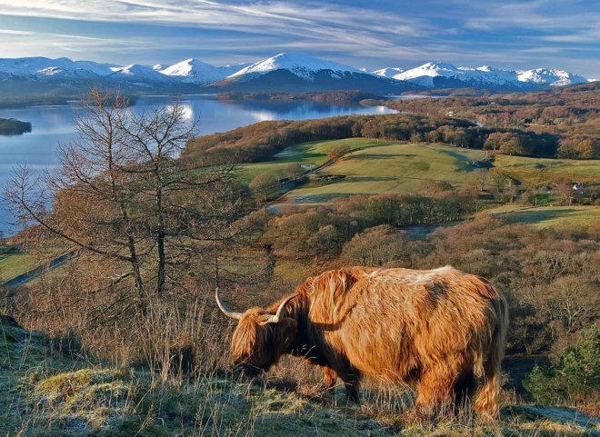 highland-cow-conich