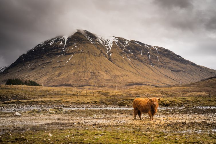 cow-on-auch-estate