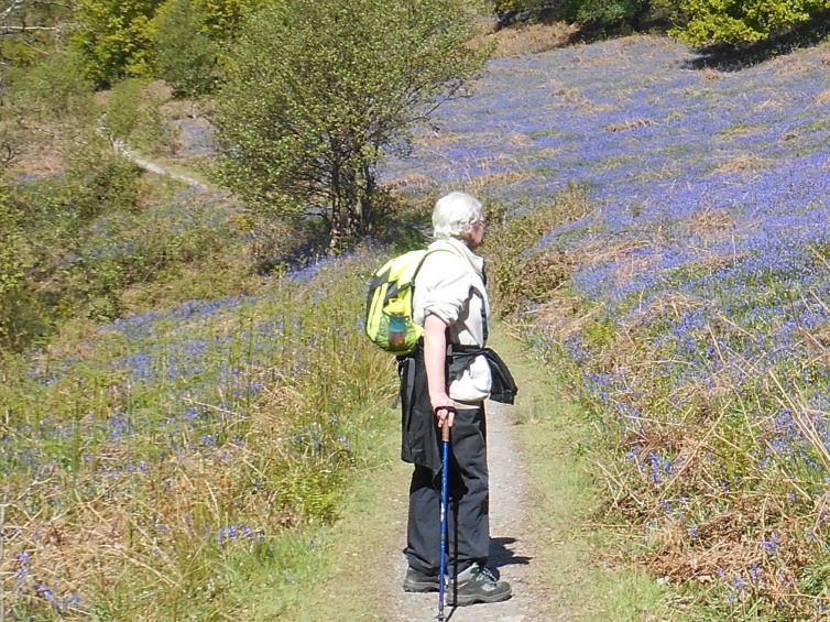 bluebells