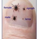 Image showing ticks