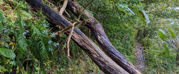 Fallen tree T Ware Fallen Tree