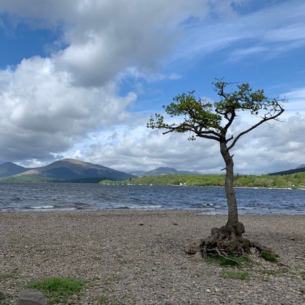Milarrochy Tree