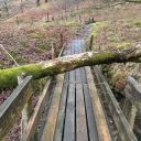 Fallen tree on wooden footbridge