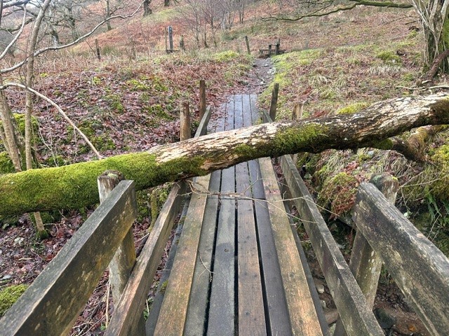 Fallen tree on wooden footbridge