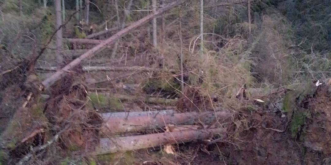 Windblown tree blocking path