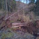 Windblown tree blocking path