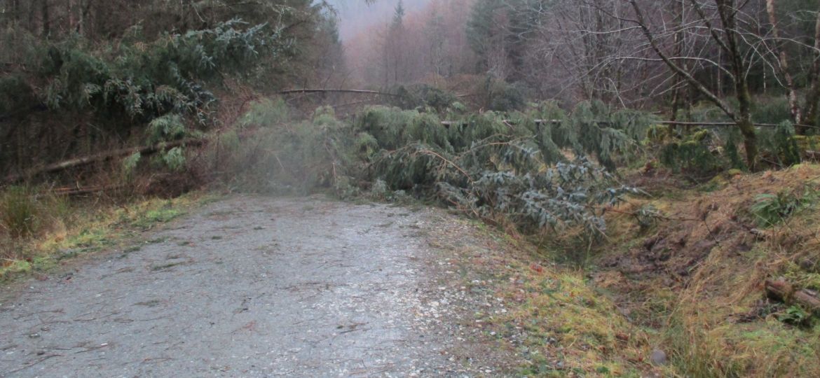 Windblown tree blocking path