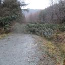 Windblown tree blocking path