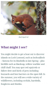 Red Squirrel with explanatory text below on What might I see?