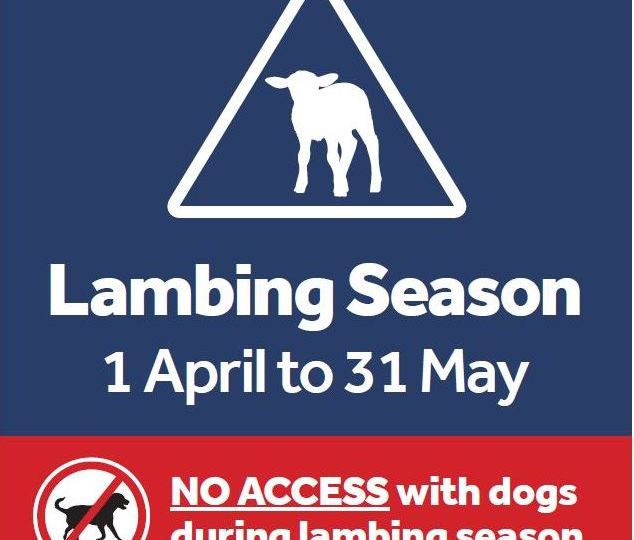 conic lambing 3