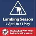 conic lambing 3