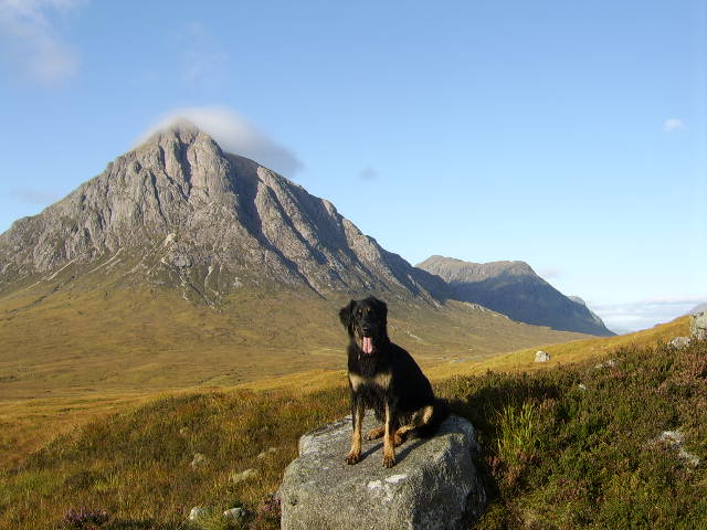 buachailleetivemordog